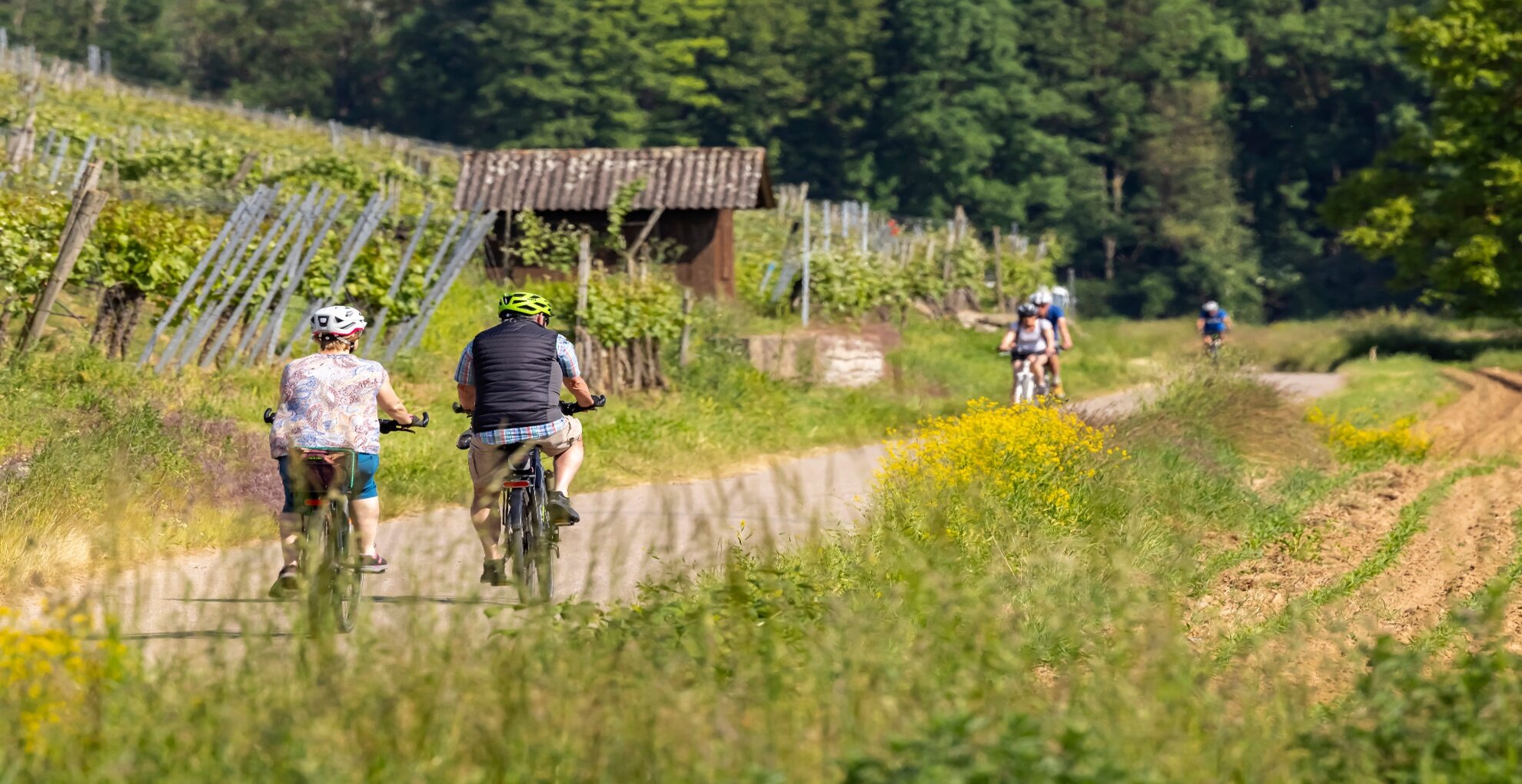 Mehrere Radfahrer fahren auf einem Weg durch eine grüne, ländliche Umgebung mit Weinreben und Bäumen.