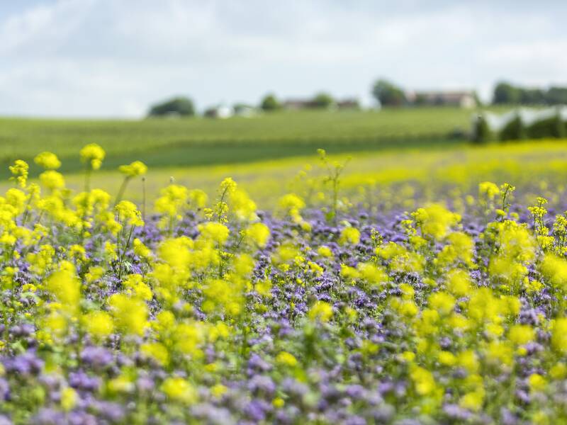 Eine weite Wiese mit gelben und violetten Wildblumen erstreckt sich vor einer unscharfen Landschaft mit Hügeln im Hintergrund.