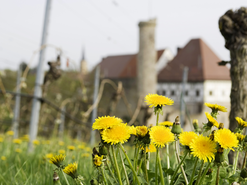 Im Vordergrund blühen gelbe Löwenzahnblumen, während im Hintergrund ein unscharfes Gebäude mit Türmen zu sehen ist.