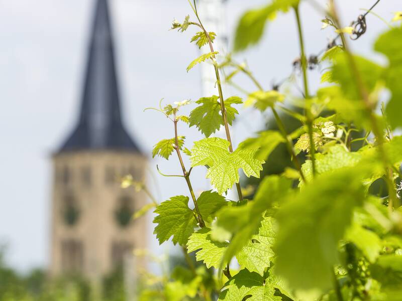 Im Vordergrund sind grüne Weinblätter zu sehen, während im Hintergrund unscharf ein Kirchturm in den Himmel ragt.