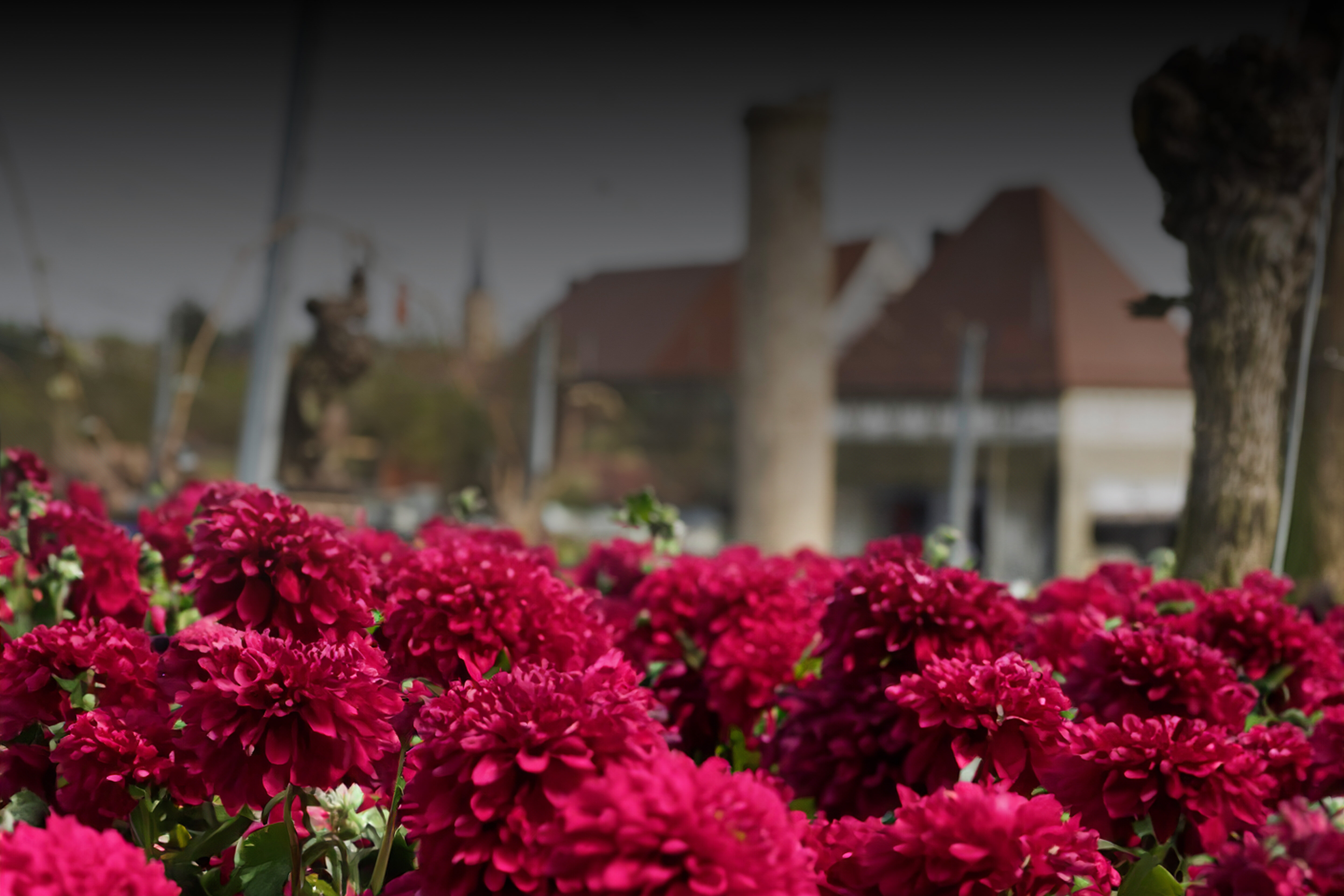 Ein Feld von leuchtend roten Blumen ist im Vordergrund zu sehen, mit unscharfen Gebäuden und Bäumen im Hintergrund.